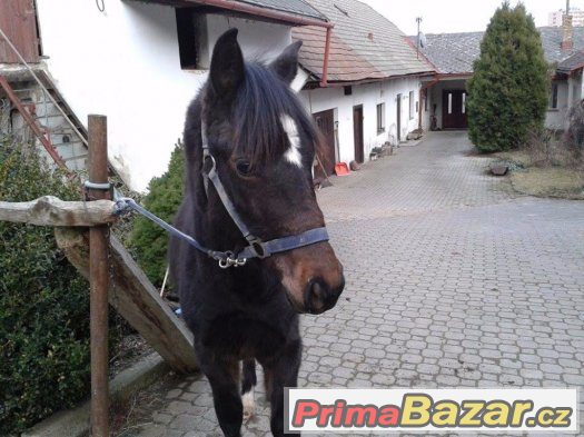 Hřebeček WPBR – fotografie 4