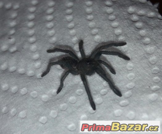 Cyriopagopus lividum (Haplopelma lividum) – fotografie 2