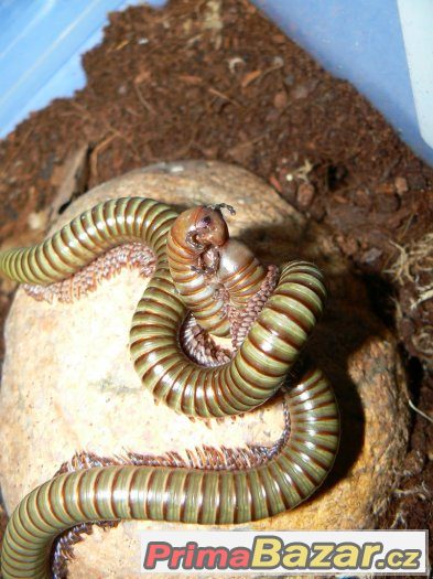 Telodeinopus aoutii – fotografie 1