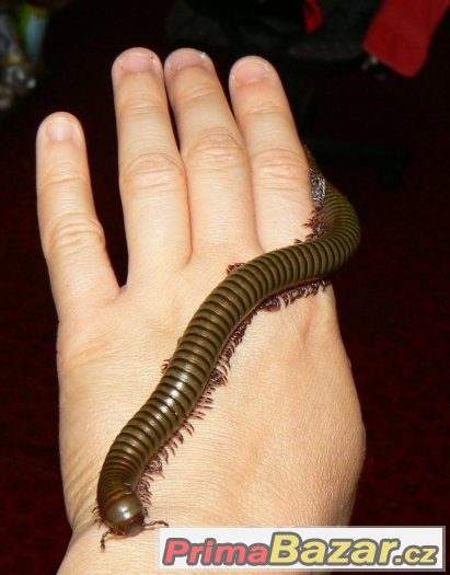 Telodeinopus aoutii – fotografie 2