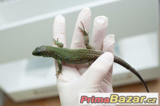 Timon lepidus -Ještěrka perlová - het. melanistic – fotografie 3