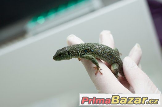 Timon lepidus -Ještěrka perlová - het. melanistic – fotografie 5
