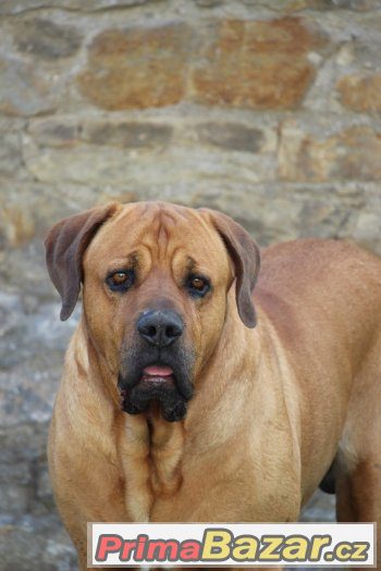 Tosa Inu – fotografie 1