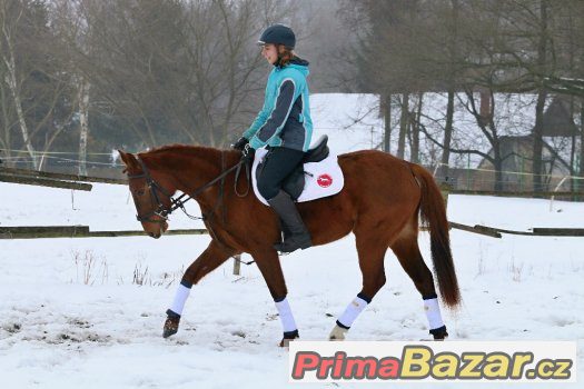mladá sportovní klisna – fotografie 2