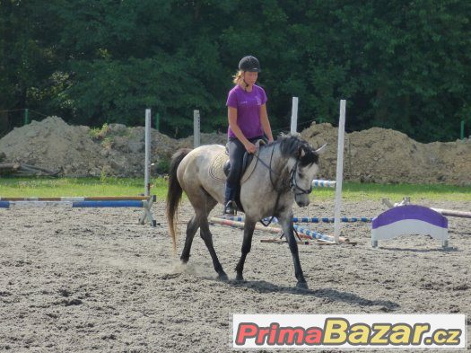 perspektivní pony klisna – fotografie 3
