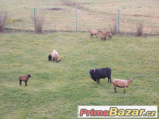 Kamerunský černý beran – fotografie 1