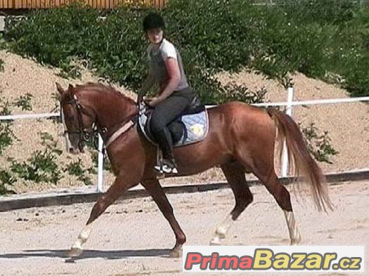plemenný hřebec  or .arab -Eter --k připouštění – fotografie 3