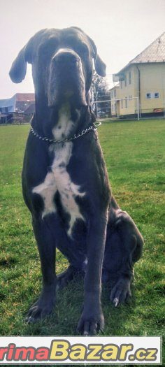 Cane Corso – fotografie 1