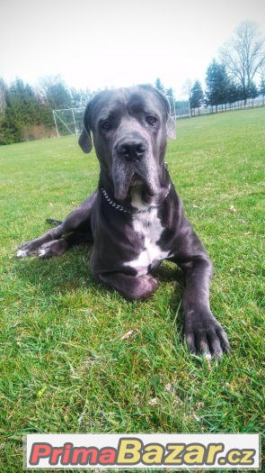 Cane Corso – fotografie 3