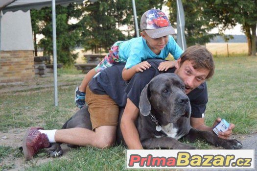 Cane Corso – fotografie 4