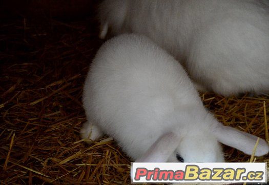 Prodáme do dobrých rukou "Beránka- králíčka" – fotografie 1