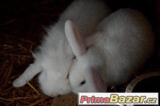 Prodáme do dobrých rukou "Beránka- králíčka" – fotografie 2