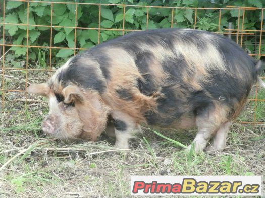 Prodám kune kune – fotografie 2