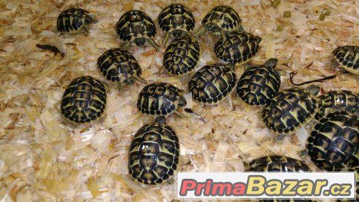 Želva zelenavá - Testudo hermanni hermanni – fotografie 1