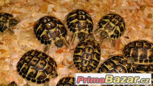 Želva zelenavá - Testudo hermanni hermanni – fotografie 3