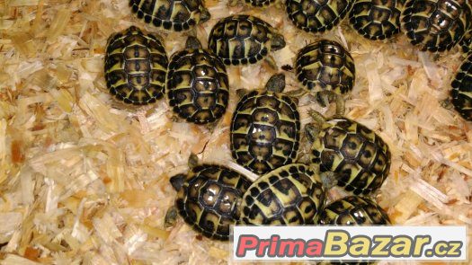 Želva zelenavá - Testudo hermanni hermanni – fotografie 4