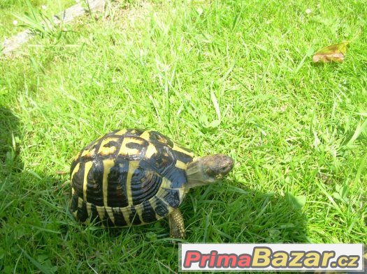 Želva zelenavá - Testudo hermanni hermanni – fotografie 5