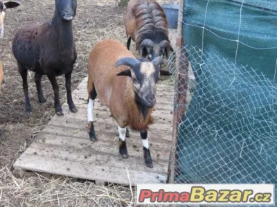 Prodám kamerunského beránka