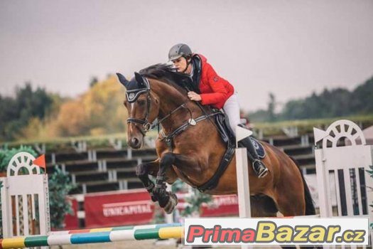 Pronájem s pozdějším odkupem koně po sportovní kariéře – fotografie 1
