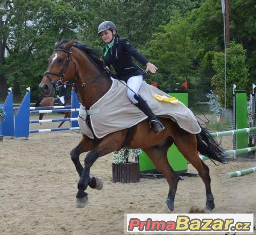 Pronájem s pozdějším odkupem koně po sportovní kariéře – fotografie 5