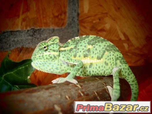Chameleon Jemenský-mládata,Terárium pro Chameleona.. – fotografie 3