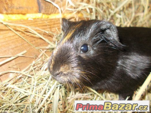 prodam kralicka za 200 kc a 2x mele morcatka a 2x velke morc – fotografie 3