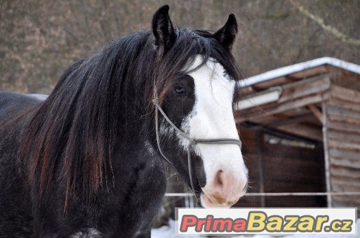 Nabízím k prodeji nádherného hřebečka Irského Coba – fotografie 2