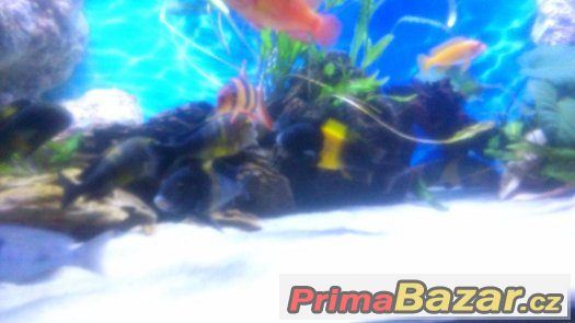 Tropheus black kiriza 6ks 10cm-12cm – fotografie 1