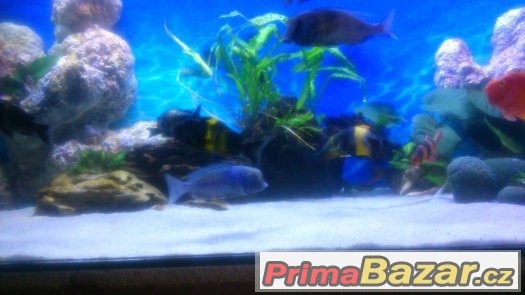 Tropheus black kiriza 6ks 10cm-12cm – fotografie 3