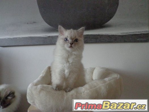 Kočička ragdoll s PP – fotografie 2