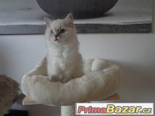 Kočička ragdoll s PP – fotografie 3