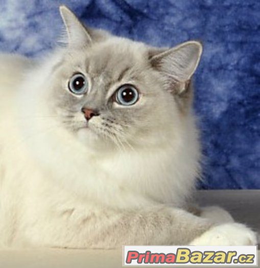 Kočička ragdoll s PP – fotografie 4
