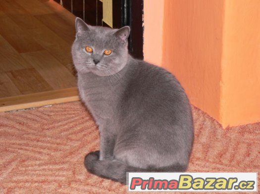 Britská modrá – fotografie 3