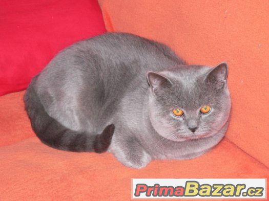 Britský modrý – fotografie 4