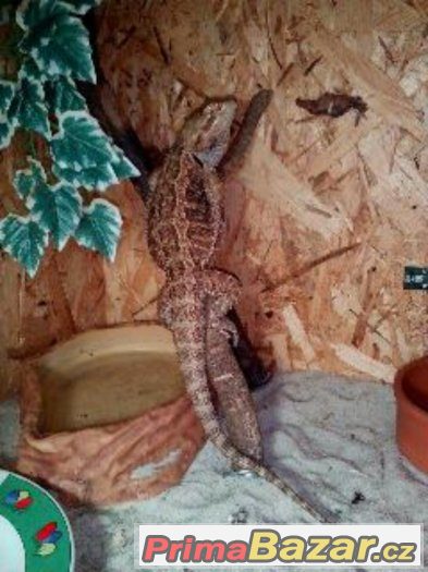 Terarium+agama vousata – fotografie 1