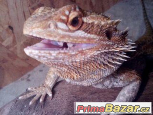 Terarium+agama vousata – fotografie 2