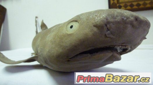trofej vycpaný žralok shark original – fotografie 1