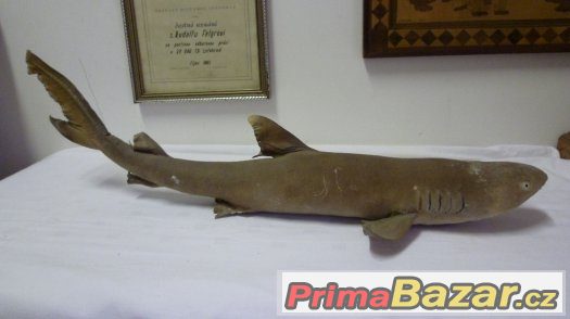 trofej vycpaný žralok shark original – fotografie 2