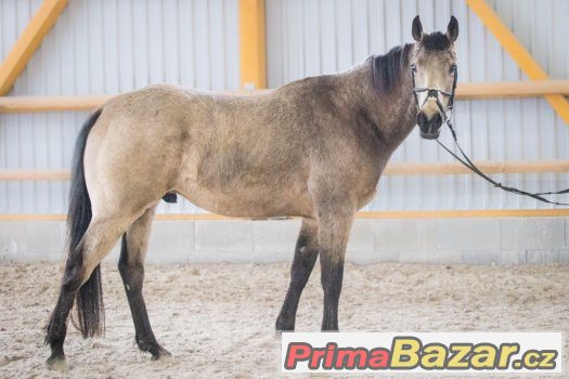 Prodám plavého QH valacha – fotografie 1