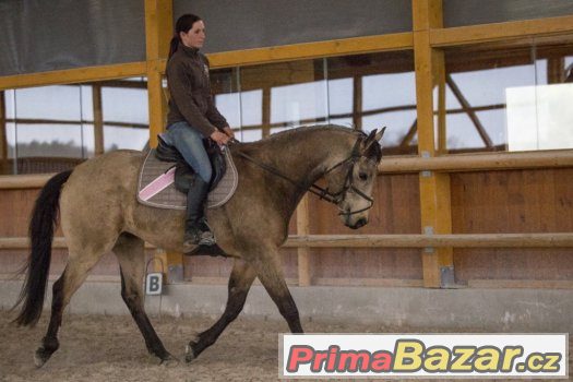 Prodám plavého QH valacha – fotografie 2