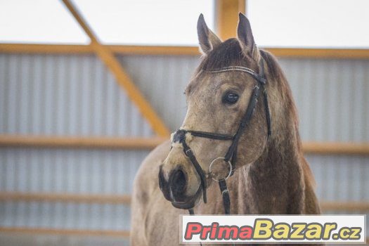 Prodám plavého QH valacha – fotografie 3
