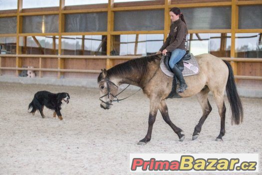 Prodám plavého QH valacha – fotografie 4