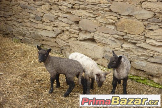 Prodám jehňata 75% Clun Forest – fotografie 1