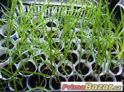 ŠÁCHOR jedlý - sazenice – fotografie 1