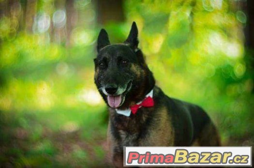 Daruji krásného psa - Belgický ovčák - VOLNÝ – fotografie 1
