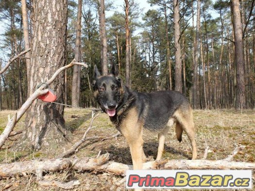 Daruji krásného psa - Belgický ovčák - VOLNÝ – fotografie 2