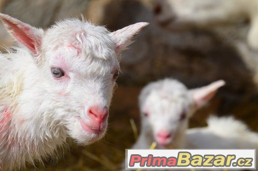 Prodám dvouměsíční kůzlata "kozy bílé krátkosrsté" – fotografie 1