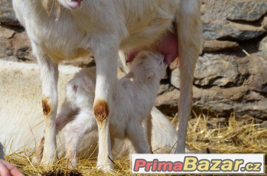 Prodám dvouměsíční kůzlata "kozy bílé krátkosrsté" – fotografie 4