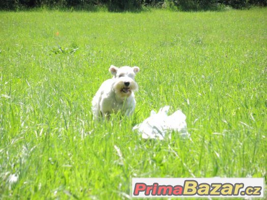 Knírač malý bílý - chovný pes – fotografie 2