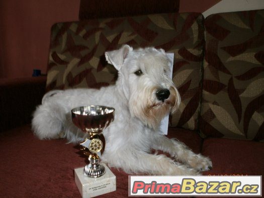 Knírač malý bílý - chovný pes – fotografie 3